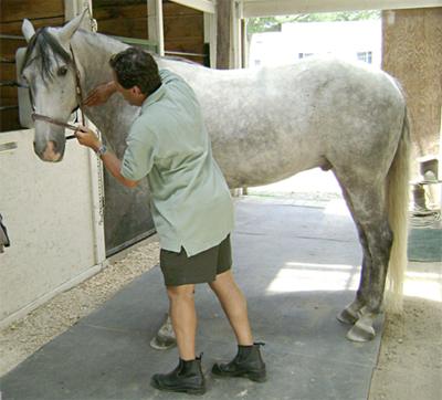Horse Adjustment Picture